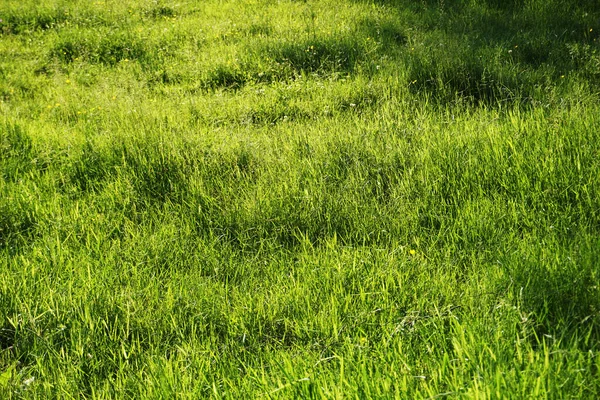 Gras Auf Der Wiese Sommer — Stockfoto