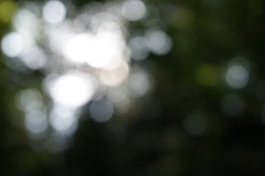 Odaklanamayan ağaçlar ve gökyüzü - bokeh etkisi