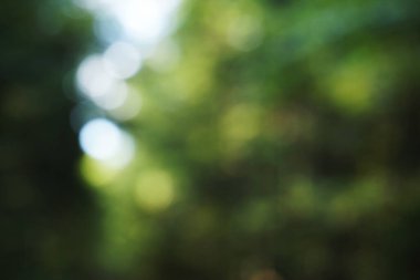 Yeşil odaklanmamış arkaplan - bokeh etkisi