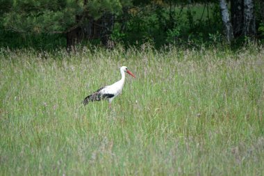 Çayırda yürüyen siyah beyaz leylek