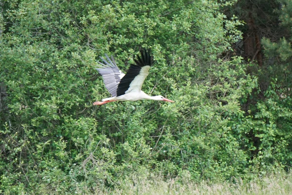 Flying stork, trees on second plan