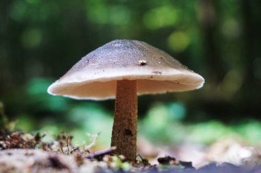 Ormanda yenilmez zehirli mantar