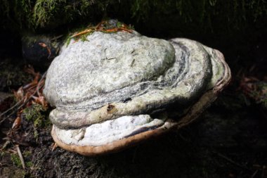 Polypore - ormandaki bir ağaçtaki mantar