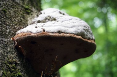 Polypore - ormandaki bir ağaçtaki mantar