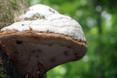 Polypore - ormandaki bir ağaçtaki mantar