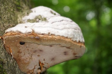 Polypore - ormandaki bir ağaçtaki mantar