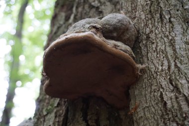 Polypore - ormandaki bir ağaçtaki mantar