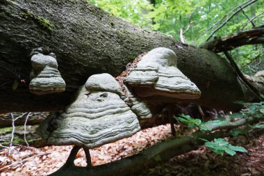 Polypore - ormandaki bir ağaçtaki mantar