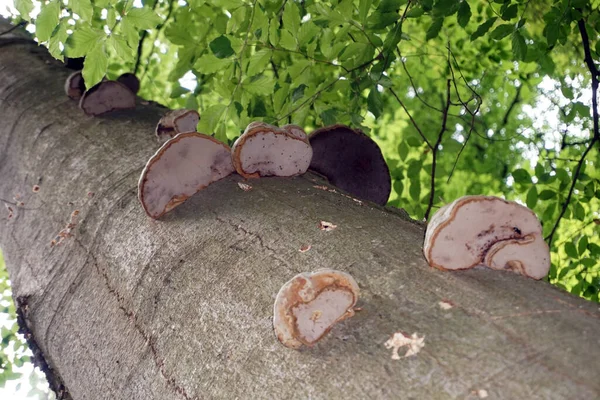 Polypore Mushroom Tree Forest — Stockfoto