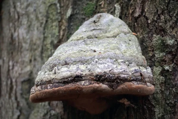 Polypore Cogumelo Uma Árvore Floresta — Fotografia de Stock