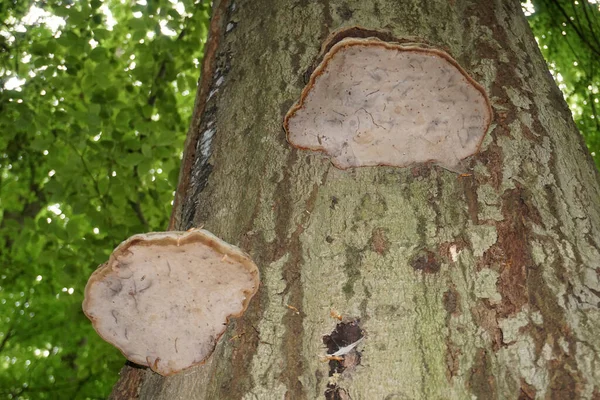 Polypore Mushroom Tree Forest — Stockfoto