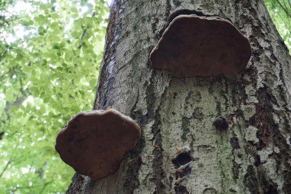 Polypore Grzyb Drzewie Lesie — Zdjęcie stockowe