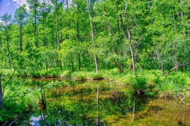 Ormandaki Nehir - Ruciane-Nida, Masuria, Polonya