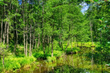 Ormandaki Nehir - Ruciane-Nida, Masuria, Polonya