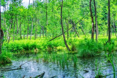 Ormandaki Bataklık - Ruciane-Nida, Masuria, Polonya