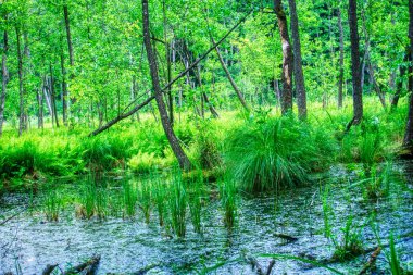 Ormandaki Bataklık - Ruciane-Nida, Masuria, Polonya