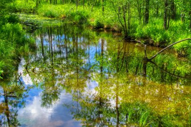 Ormandaki Nehir - Ruciane-Nida, Masuria, Polonya