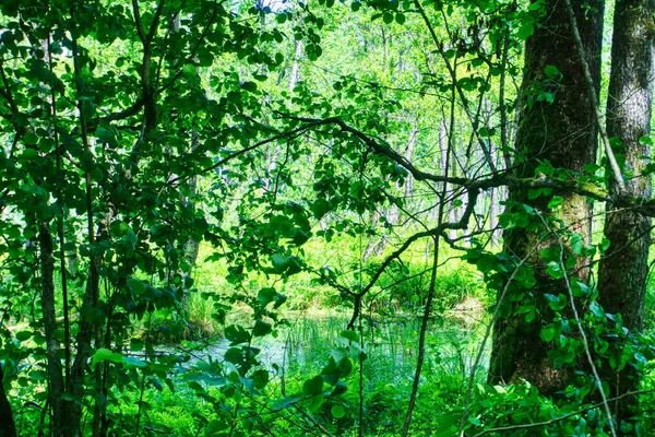 Swamp Forest Ruciane Nida Masuria Poland — Stock Photo, Image