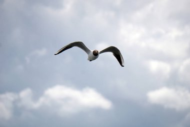 Uçan siyah beyaz martı