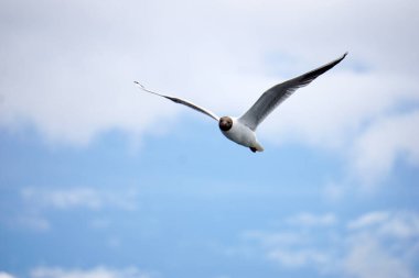 Uçan siyah beyaz martı