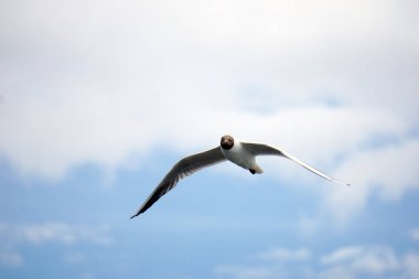 Uçan siyah beyaz martı