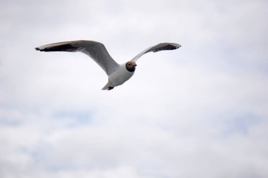 Uçan siyah beyaz martı