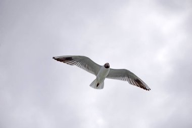 Uçan siyah beyaz martı