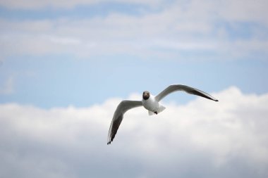 Uçan siyah beyaz martı