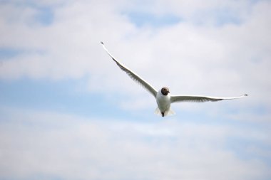 Uçan siyah beyaz martı