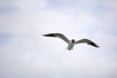 Flying black and white seagull