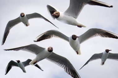 Uçan siyah beyaz martı sürüsü