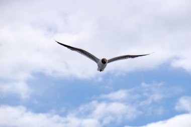 Flying black and white seagull