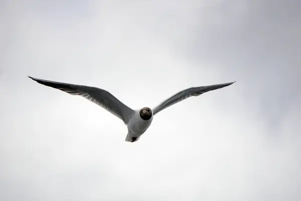 Flying Black White Seagull — Foto Stock