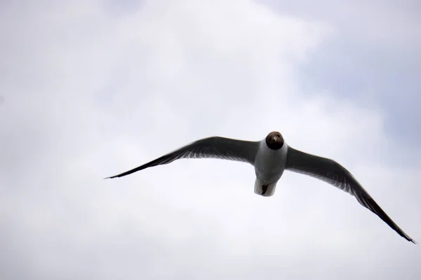 Gaviota Blanca Negra Voladora —  Fotos de Stock
