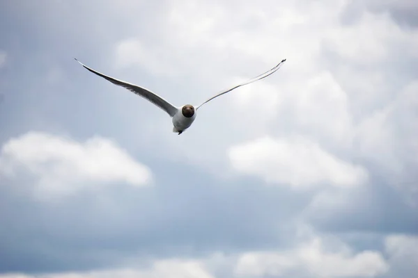 Flying Black White Seagull — ストック写真