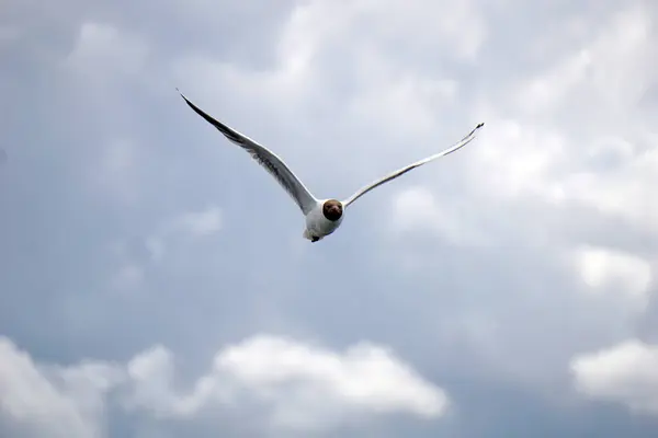 Flying Black White Seagull — 图库照片