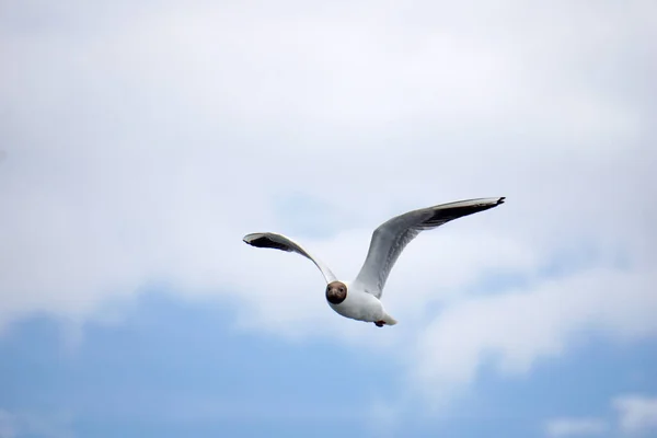 Flying Black White Seagull — 图库照片