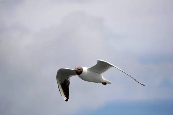 Flying Black White Seagull — Stockfoto