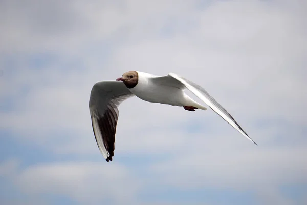 Flying Black White Seagull — Stock Photo, Image