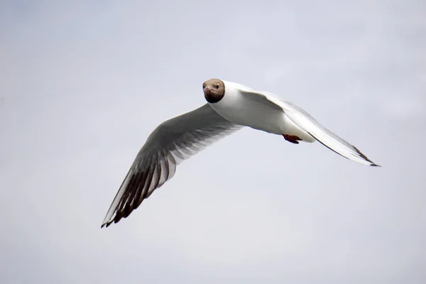 Flying Black White Seagull — Photo