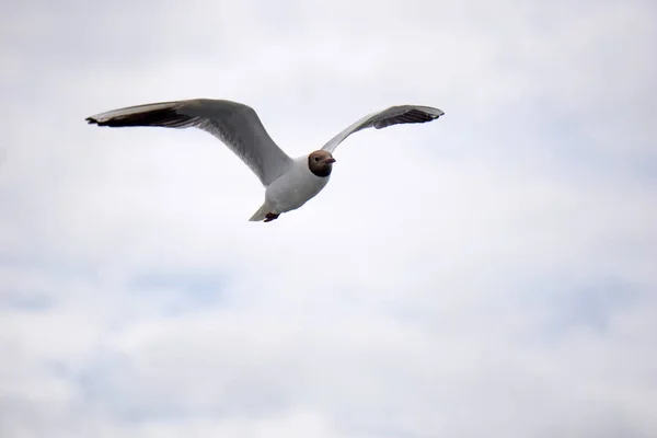 Flying Black White Seagull — Stock fotografie