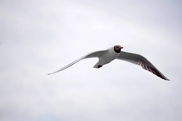 Flying Black White Seagull — ストック写真