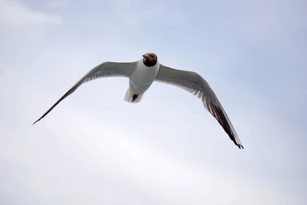 Flying Black White Seagull — Stock Photo, Image