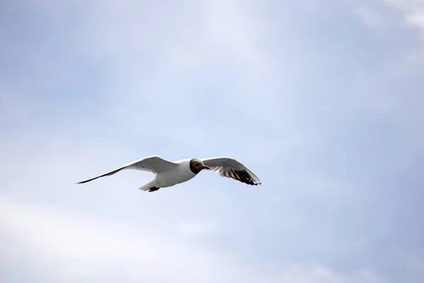 Mouette Volante Noire Blanche — Photo