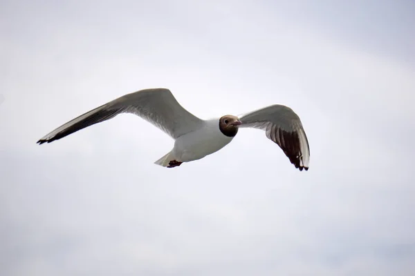 Flying Black White Seagull — Photo