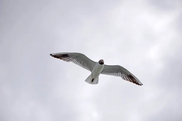 Flying Black White Seagull —  Fotos de Stock