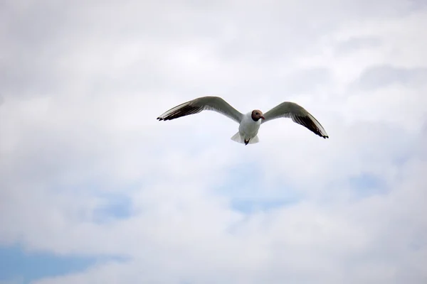 Flying Black White Seagull — ストック写真