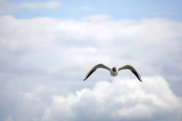 Fliegende Schwarze Und Weiße Möwe — Stockfoto