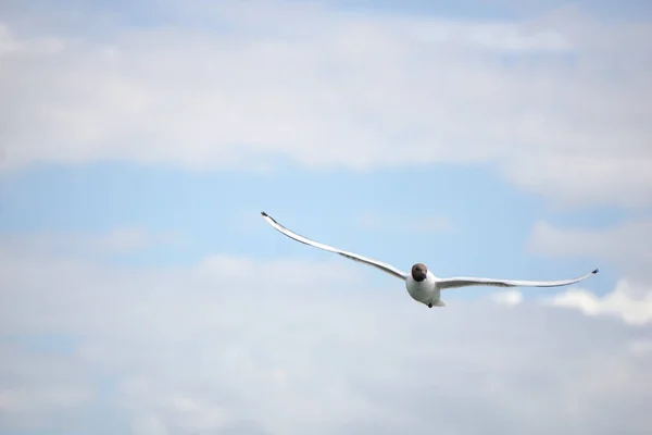 Flying Black White Seagull — 图库照片