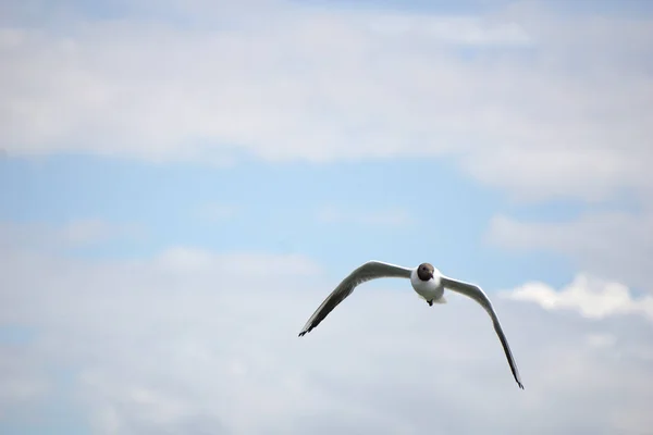 Flying Black White Seagull — Foto Stock